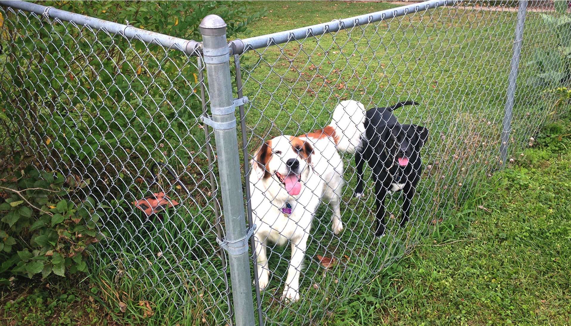 Best chain link fence for dogs outlet